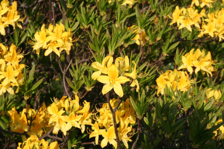 Skaliertes Bild IMG_5707.JPG 