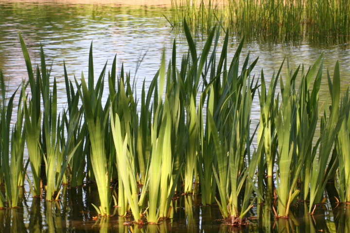 Skaliertes Bild IMG_5766.JPG 