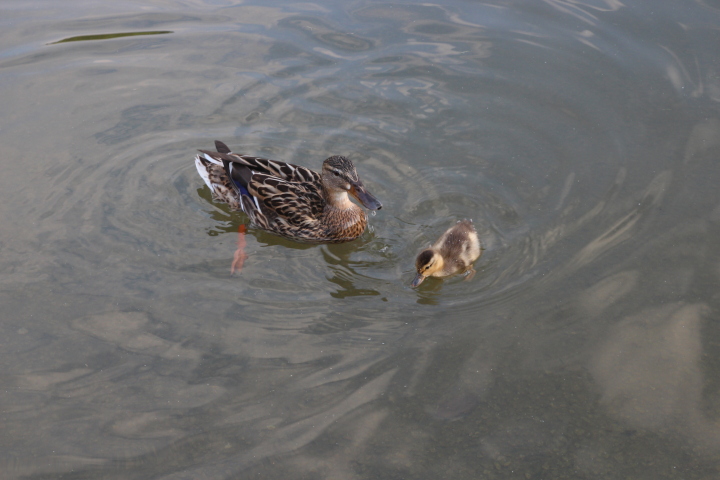 Skaliertes Bild IMG_1924.JPG 