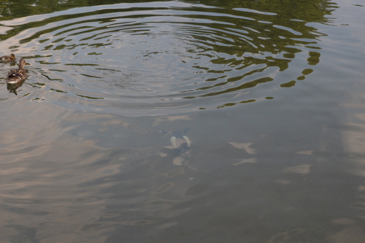 Skaliertes Bild IMG_1944.JPG 