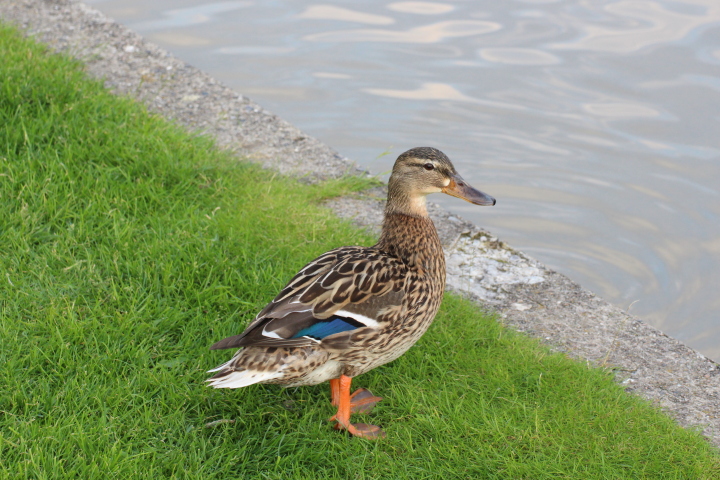 Skaliertes Bild IMG_1956.JPG 