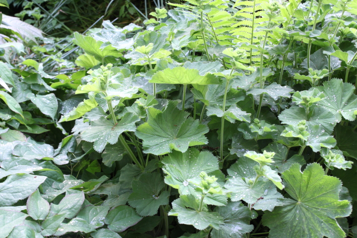 Skaliertes Bild IMG_2022.JPG 