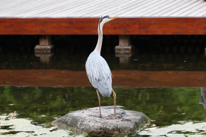 Skaliertes Bild IMG_2064.JPG 